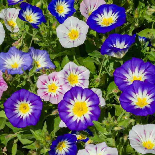 Fleurs - Belle de Jour Variée - face recto